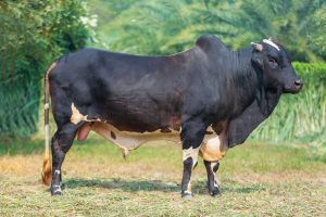 Bull No. 1795 (SOLD)