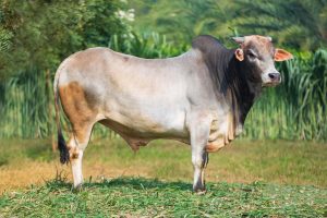 Bull No.1798 (SOLD)