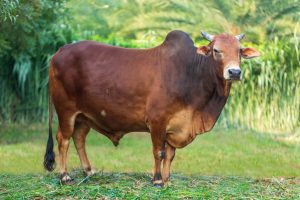 Bull No. 1802 (SOLD)