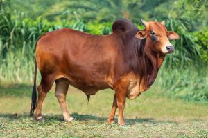 Bull No. 1805 (SOLD)