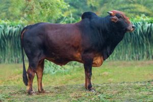 Bull No. 1815 (SOLD)