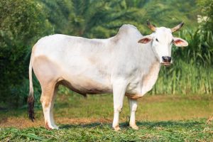 Bull No. 1818