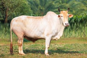 Bull No. 1819 (SOLD)