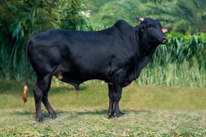 Bull No. 1837 (SOLD)