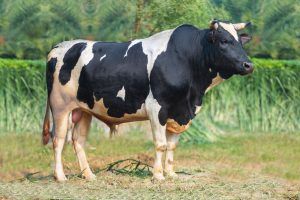 Bull No. 18AG