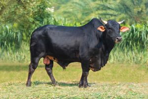 Bull No. 1908  (SOLD)