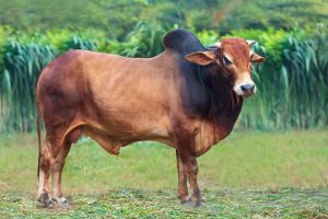Bull No. 1915 (SOLD)