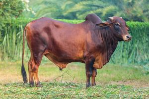 Bull No. 2137
