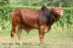 Bull No. 2138