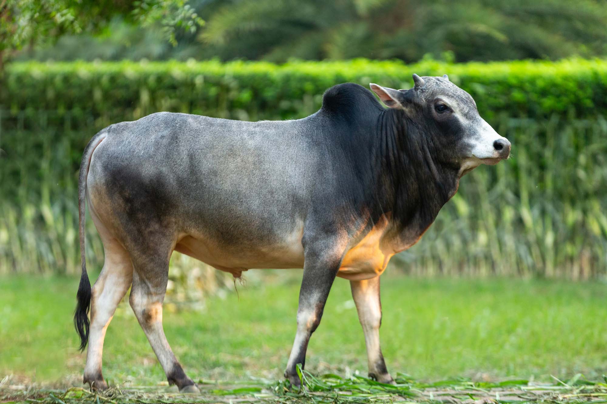 Bull No. 2145