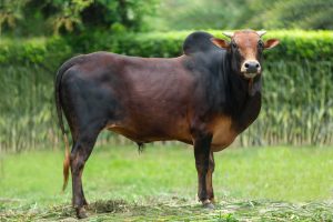 Bull No. 2152