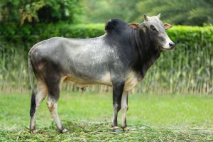 Bull No.  2154