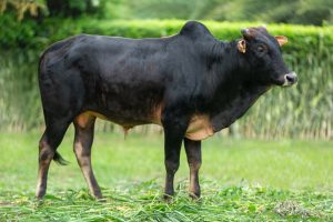 Bull No. 2158