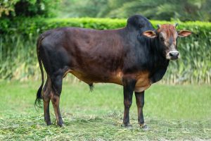 Bull No. 2165 (SOLD)