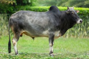 Bull No. 2168