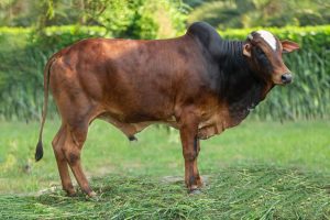 Bull No. 2189