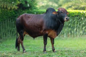 Bull No. 2191 (SOLD)