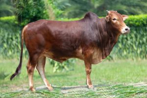Bull No. 2200 (SOLD)