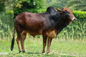 Bull No. 2206 (SOLD)