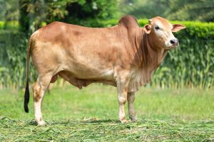 Bull No. 2209