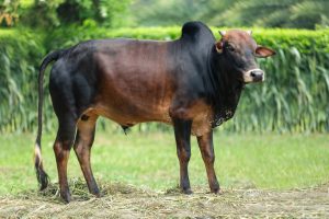 Bull No.  2227 (SOLD)