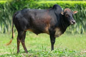 Bull No.  2229