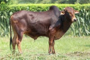 Bull No. 2234 (SOLD)
