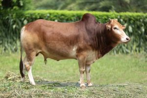Bull No. 2245 (SOLD)