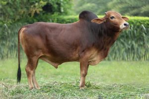 Bull No. 2249 (SOLD)
