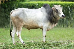 Bull No. 2253 (SOLD)