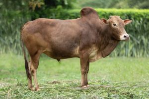 Bull No. 2255 (SOLD)