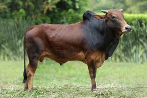 Bull No. 2258 (SOLD)