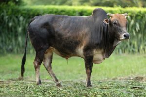 Bull No. 2262