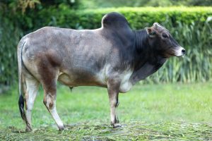 Bull No. 2267 (SOLD)