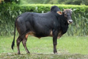 Bull No. 2273 (SOLD)
