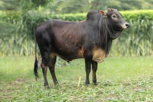 Bull No. 2289 (SOLD)