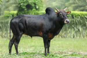 Bull No. 2293 (SOLD)