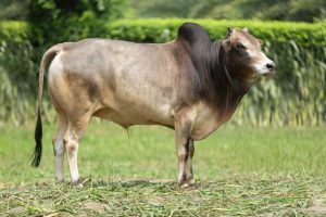 Bull No. 2299 (SOLD)