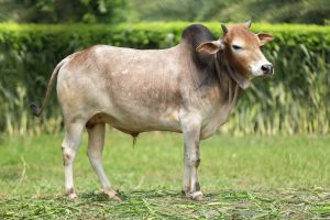 Bull No. 2305
