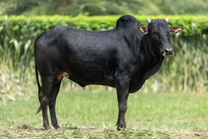 Bull No. 2312 (SOLD)