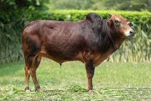 Bull No. 2316 (SOLD)