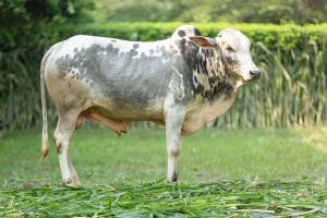 Bull No.  2317