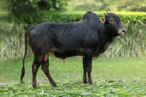 Bull No. 2321 (SOLD)