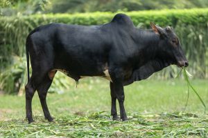 Bull No. 2330 (SOLD)