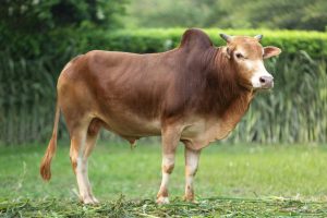 Bull No. 2332 (SOLD)
