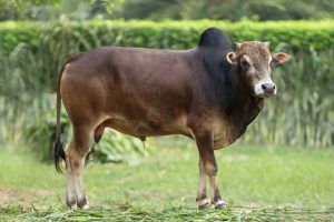 Bull No. 2337 (SOLD)