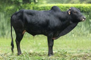 Bull No. 2343 (SOLD)