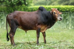 Bull No. 2356 (SOLD)