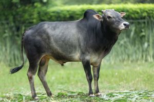 Bull No. 2373 (SOLD)