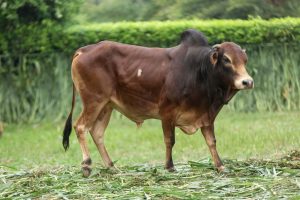 Bull No. 2376 (SOLD)